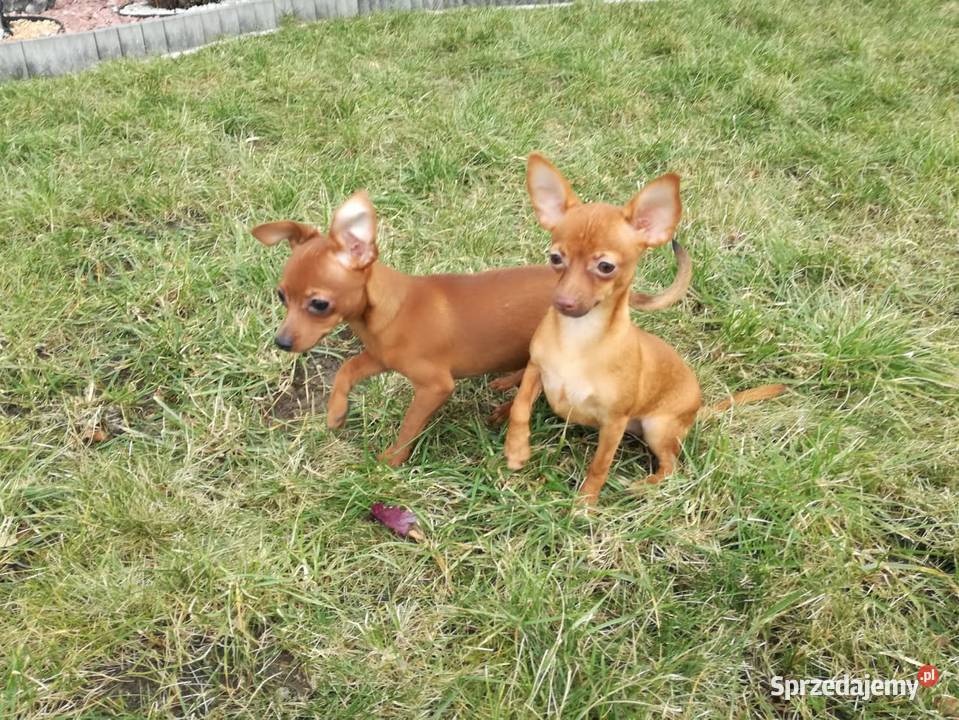 Pinczer miniatura pieski i suczki Radomsko