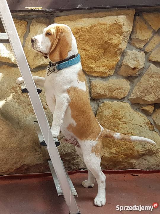 Piesek Beagle FCI samiec bicolor Nowy Sącz