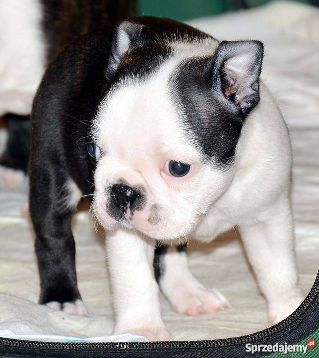 Boston Terrier szczenięta FCI Oświęcim