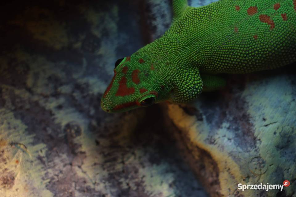 Felsuma Madagaskarska mazowieckie