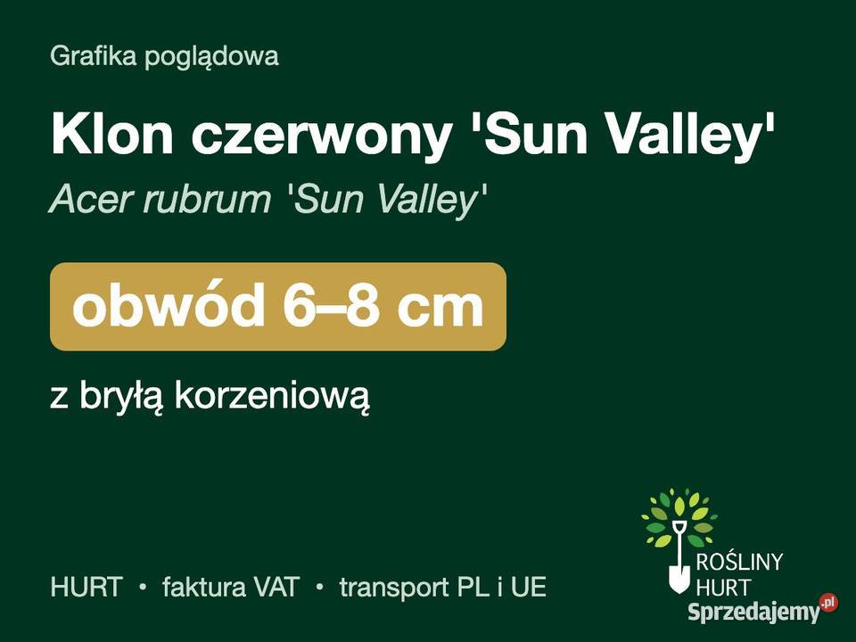 Klon czerwony Sun Valley Acer rubrum obwód 68 z wielkopolskie