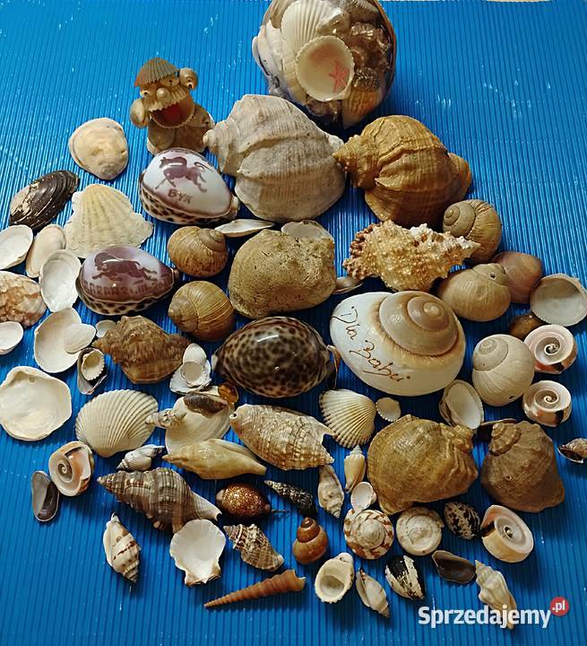 duży zestaw muszli małopolskie Bukowno