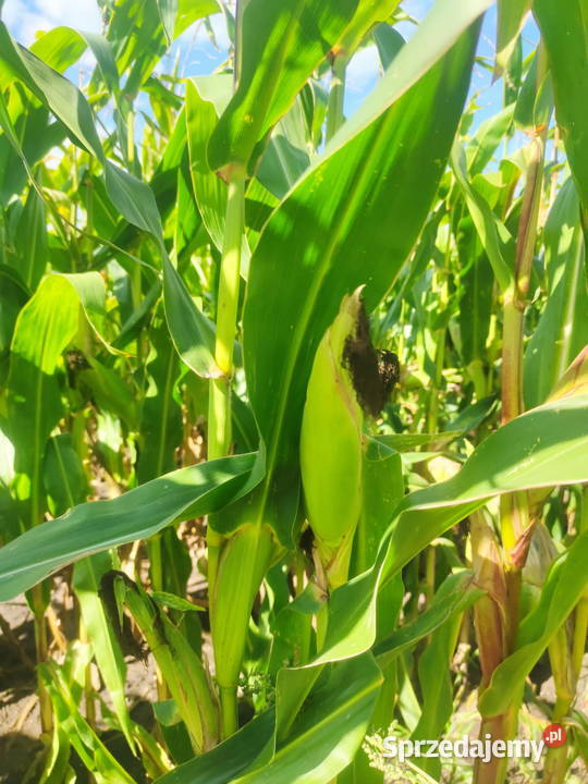 KUKURYDZA NA PNIU NA KISZONKE Kutno