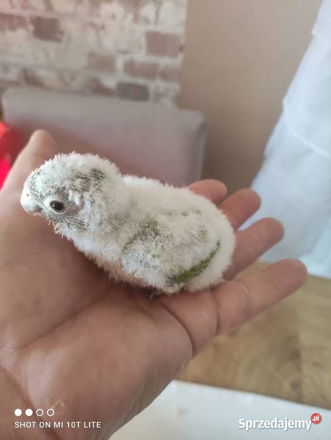 Rudosterki ręcznie karmione sprzedam