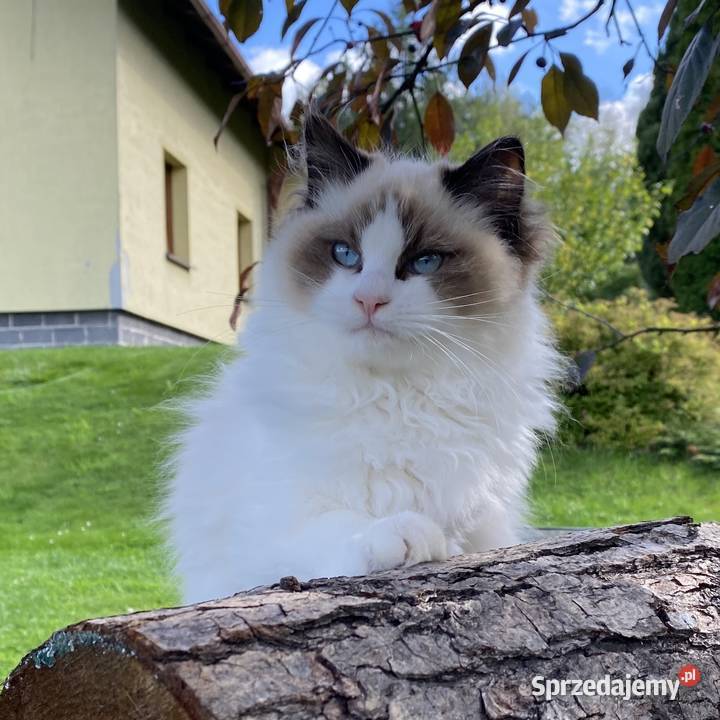 5 miesięczny kocurek kastrat ragdoll FPL Warszawa