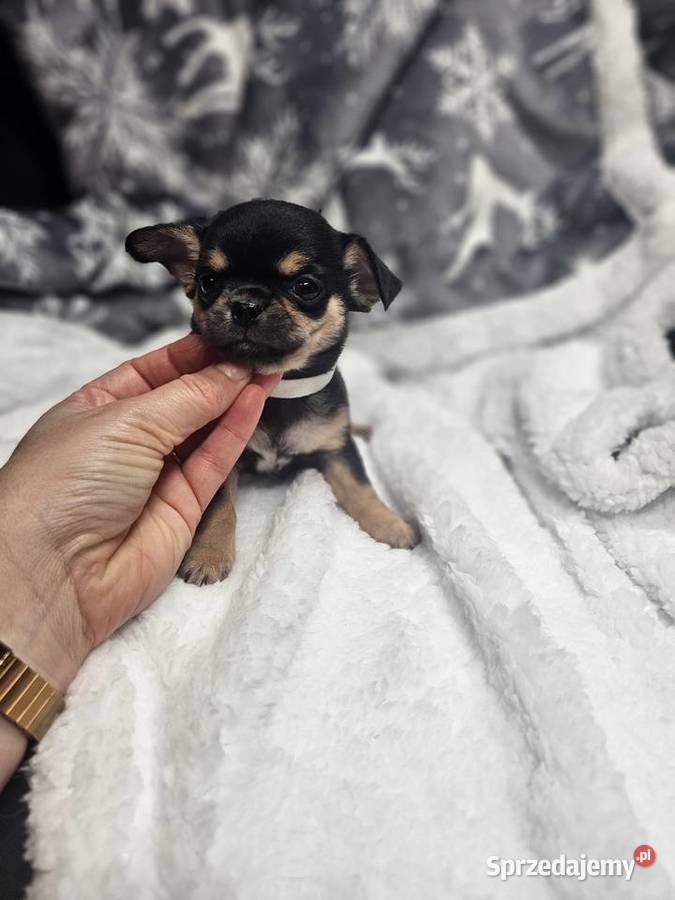 Dziewczynka chihuahua Wrocław