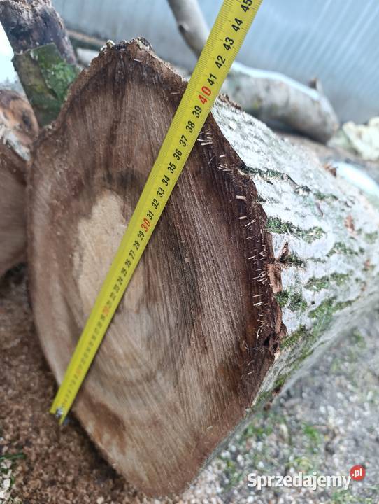 Orzech włoski kłody Kierz Niedźwiedzi