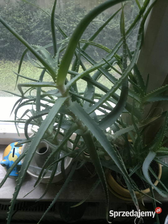 ALOES duża wieloletnia roślina lecznicza Warszawa
