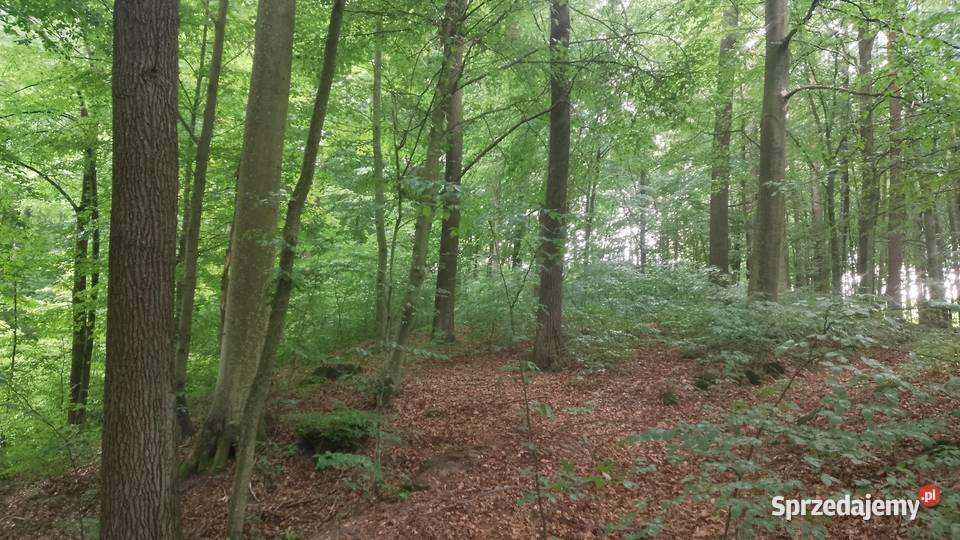 Las15arustalone granice Chmielnik Rzeszowski sprzedam