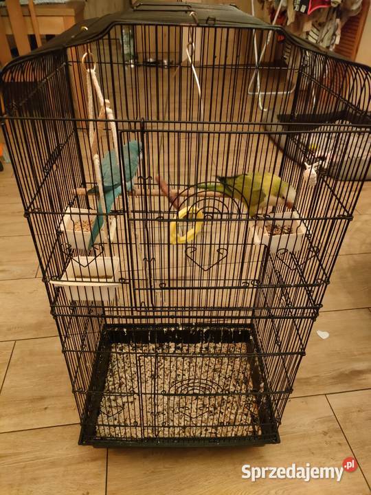 Sprzedam klatkę i dwie Mnichy Nizinne Ptaki Lulinek