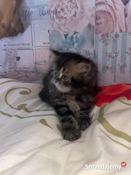 Kot perski kocurek pręgowany z rodowodem Gliwice