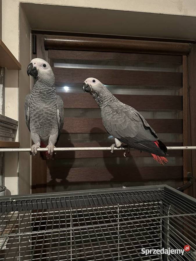Papugi ŻAKO ręcznie karmione Janowiec Wielkopolski sprzedam