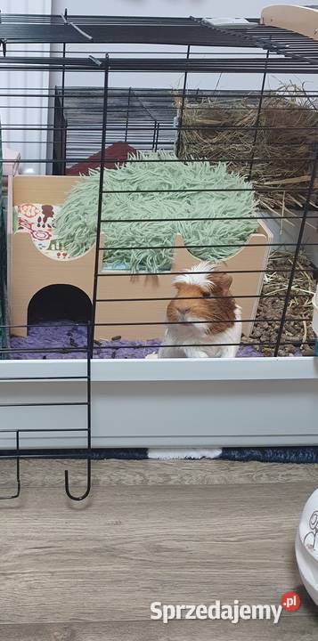 Oddam świnkę morską