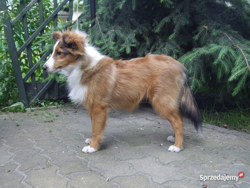 Owczarek Szetlandzki SHELTIE suczka