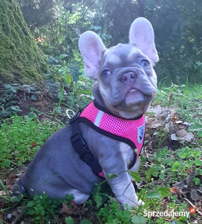 Buldog francuski liliowa suczka Pabianice