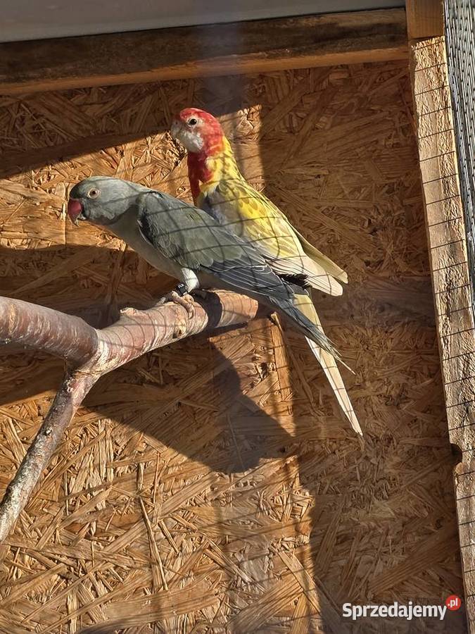 Sprzedam papugi Proszowice