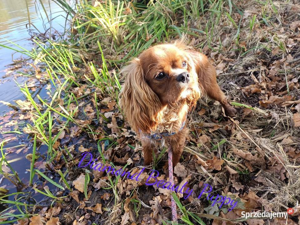 Suczka Cavalier King Charles spaniel Ruby Bt Tarnowskie Góry