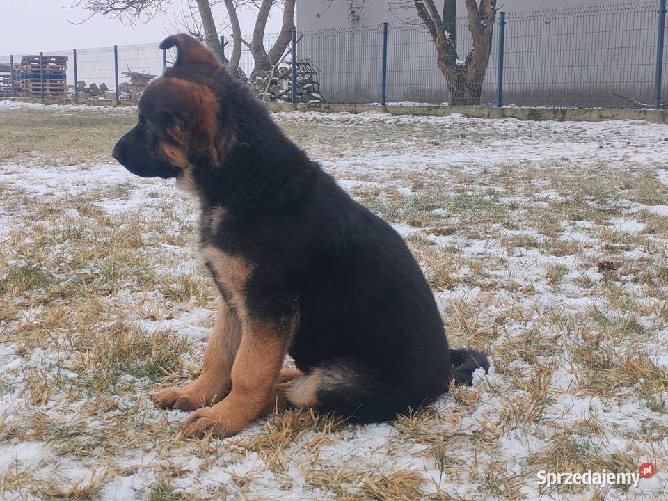 Owczarek niemiecki suka Gołuchów