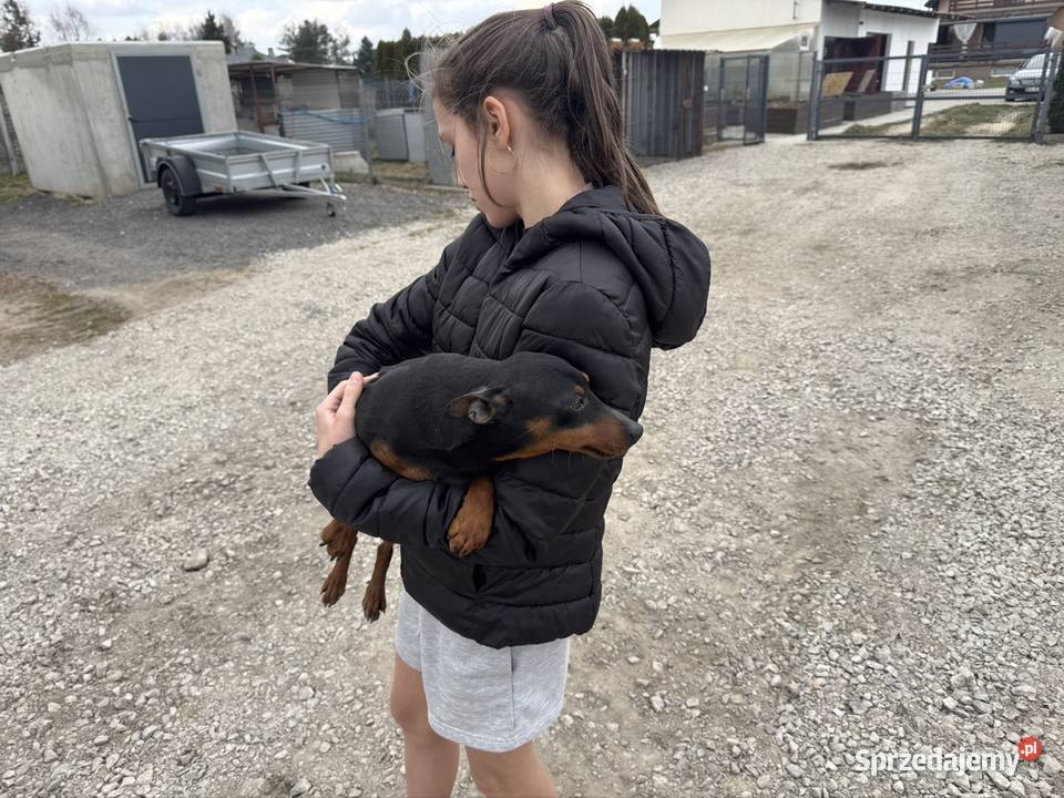 Pinczer potężny 65 krycie Krycie i reprodukcja usługa dla zwierząt