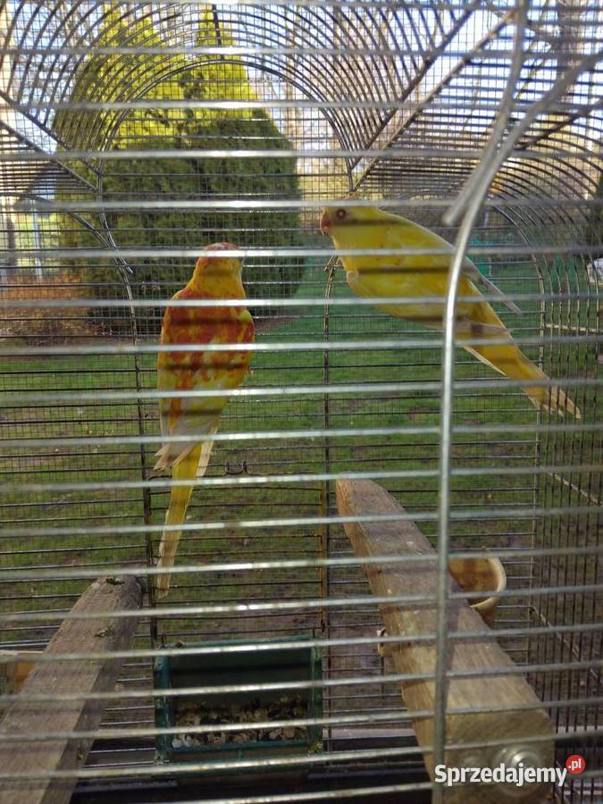 Papugi swiergoty Zwierzęta Wawrzeńczyce