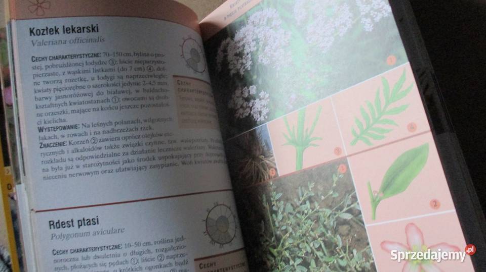 Zioła i rośliny lecznicze Przewodnik zioła Łódź sprzedam