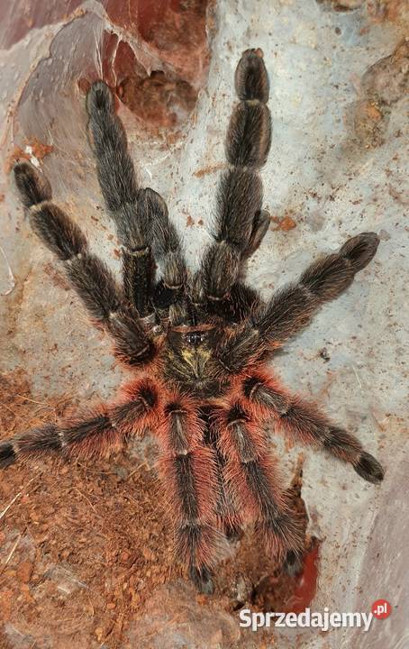 Psalmopoeus victorii 5 dc samica śląskie Częstochowa