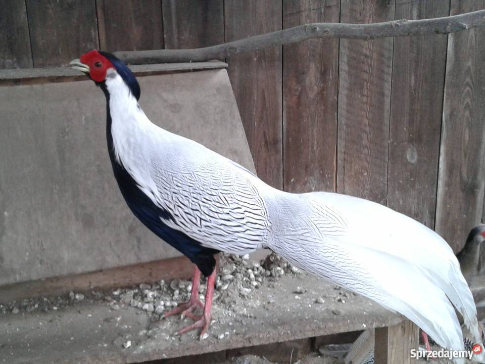 bażanty srebrne Strzebiń sprzedam