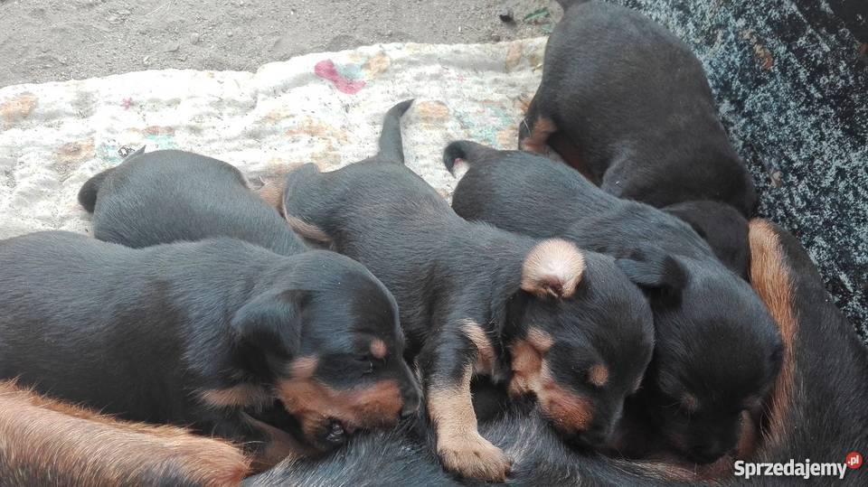 Jagterier Terier Niemiecki terrier wielkopolskie