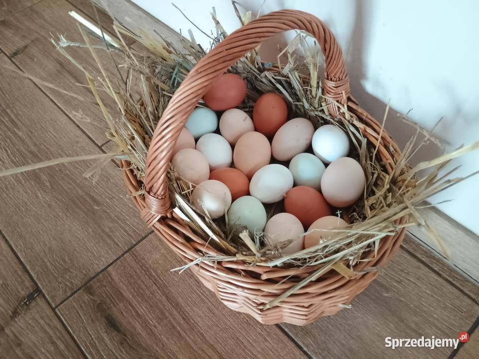 Jajka wiejskie lubuskie Bytom Odrzański