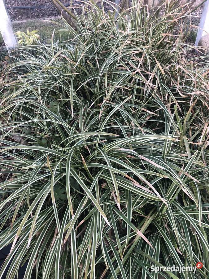 Sadzonki turzycy Morrowa nadwyżki dolnośląskie Krzekotówek