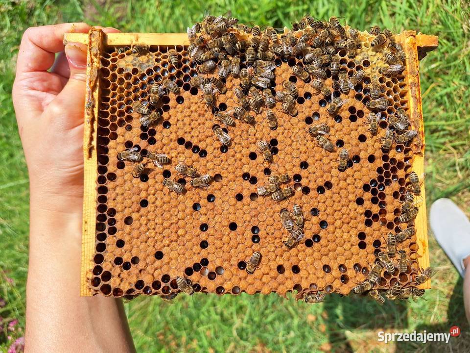 Rodziny pszczele miniplus Wilków