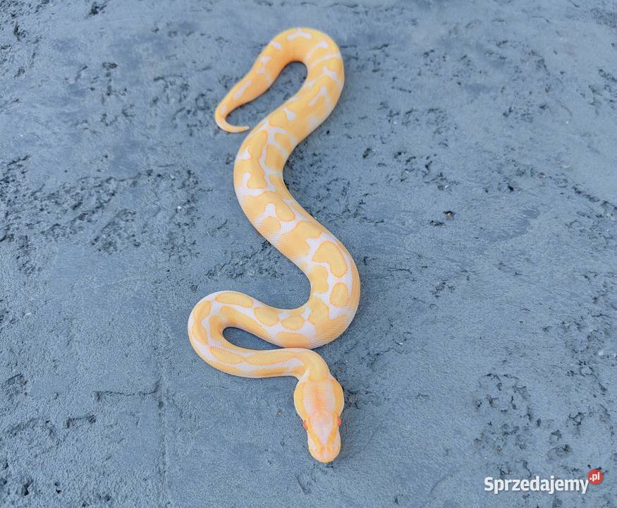 Albino Black Pastel samiec Pyton Królewski Gady i płazy mazowieckie Warszawa