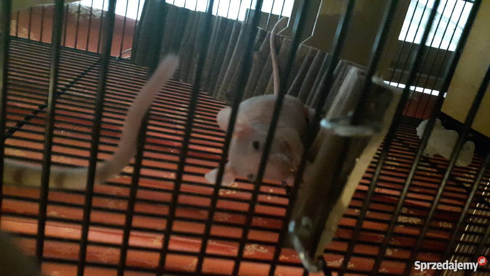 Przepiękne szczury szczurki sfinkszdrowe bez Zgierz