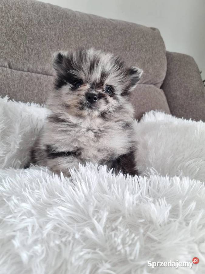 Szpic miniaturowy szczenięta Wieruszew sprzedam