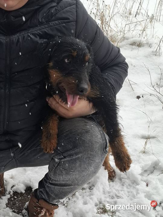 Terier Niemiecki Pies Pozostałe