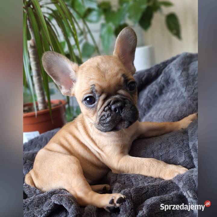 Suczka buldog francuski Dębica