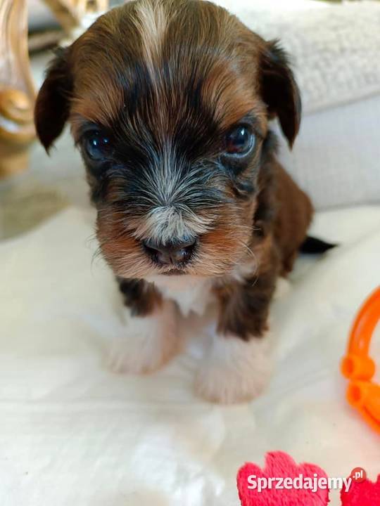 Hawańczyk szczenięta śliczne wyjątkowe kolory łódzkie Uniejów sprzedam