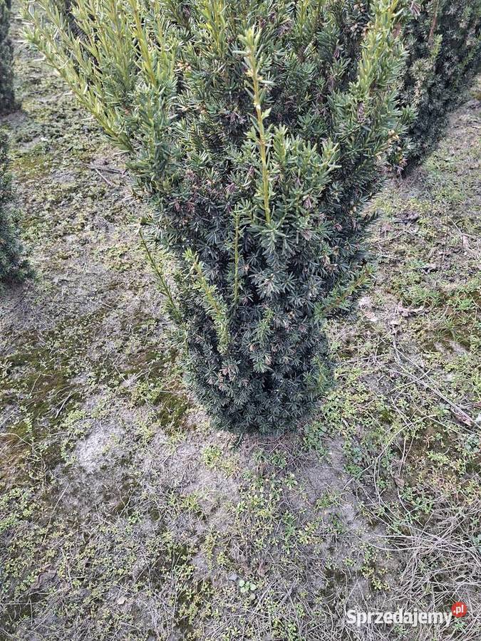 Mega Ładny Gotowy Żywopłot mazowieckie Mszczonów