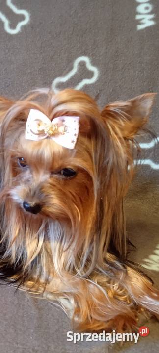 York maleńki piesek xxs Godów