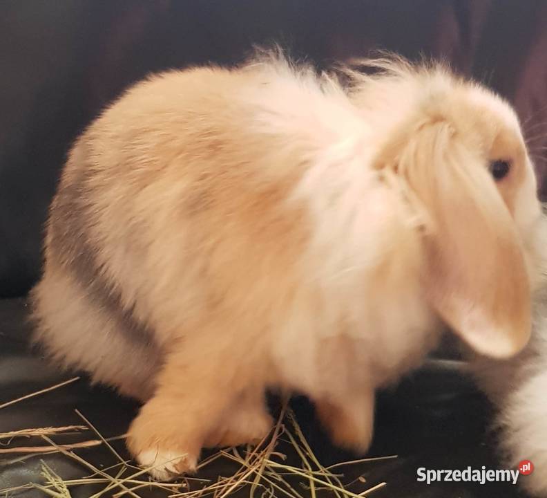 królik miniaturka baranek długowłosy Lwówek Śląski