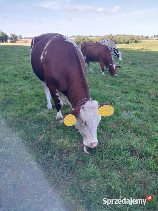 Jałowki montbeliarde Gryfice