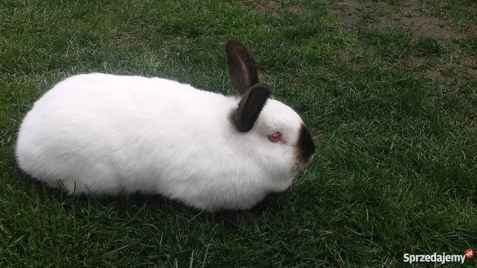 króliki królik wiedeński niebieski czysta rasa