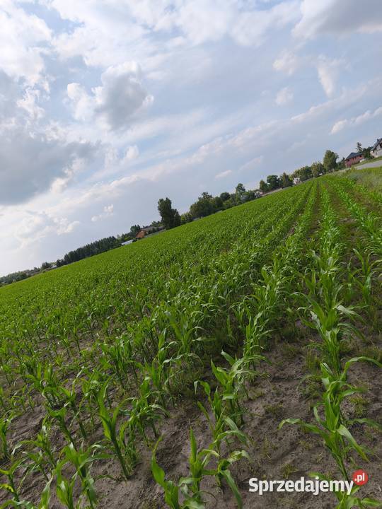 Kukurydza Pabianice
