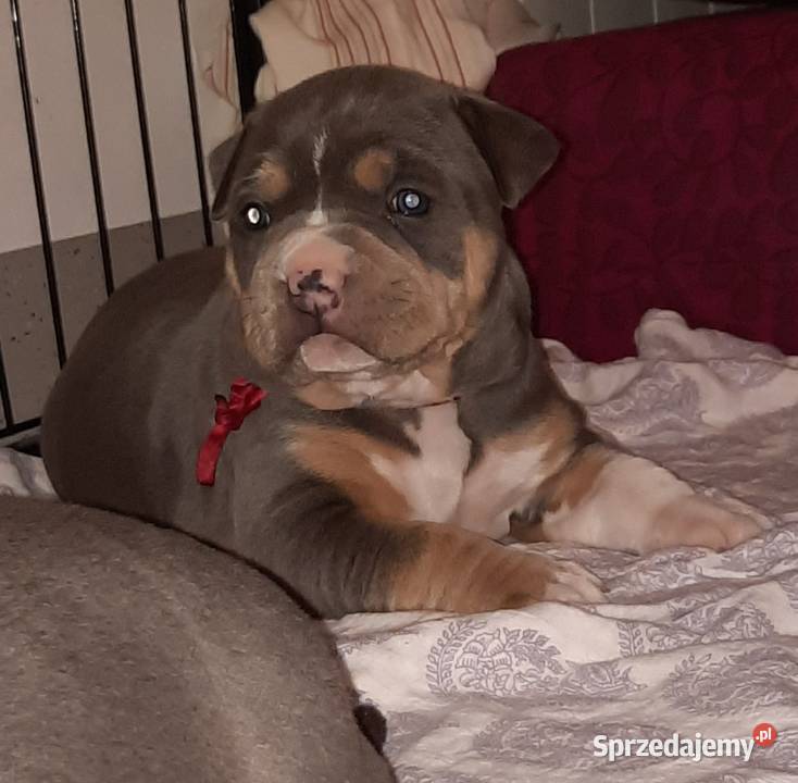 Amstafy TRICOLOR DO REZERWACJI Amstaff lubelskie Dęblin