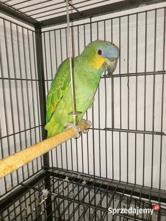 Papuga amazonka modrobrewa Wyszków