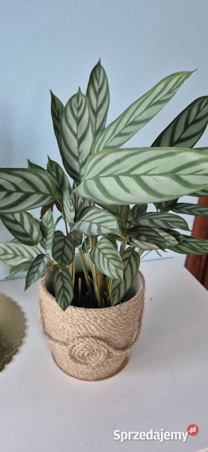 Calathea Compactstar domowe kwiaty doniczkowe Skuły sprzedam