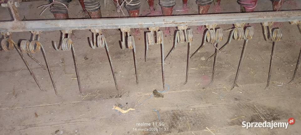 siewnik Poznaniak Giełczew