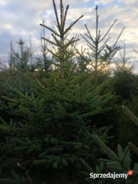 Sprzedam choinki świerk srebny i pospolity sprzedam