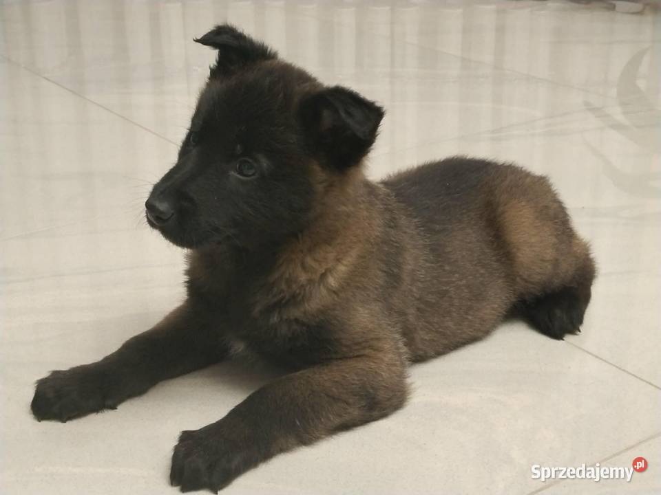 Owczarek belgijski Malinois Borki