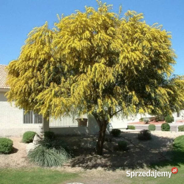 AKACJA DECURRENS Acacia decurrens NASIONA 100g Nasiona kujawsko-pomorskie Lubanie